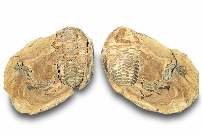 Fossil Calymene Trilobite In Nodule (Pos/Neg) - Morocco #251743